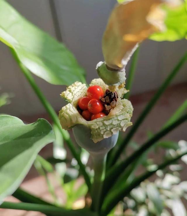 虎刺梅生虫怎么解决，虎刺梅长虫子怎么办（离太近都不好）