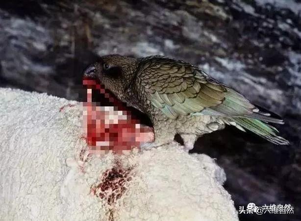 啄羊鹦鹉的形态特征，啄羊鹦鹉的形态特征描写（啄羊鹦鹉和绵羊关系恶化）