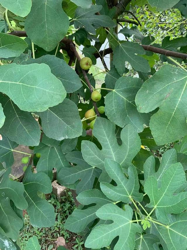 庭院适合种的果树有哪些 庭院种什么果树风水好又旺财，庭院适合种的果树有哪些（院子里养4种果树）