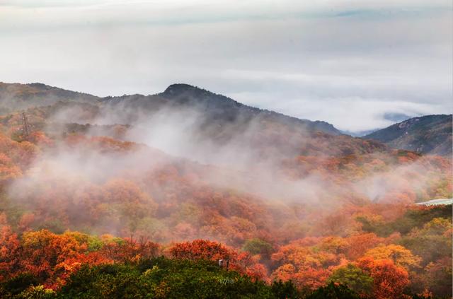 满山红叶似彩霞，阿宝歌曲大全（山东最全赏红叶地图来了）