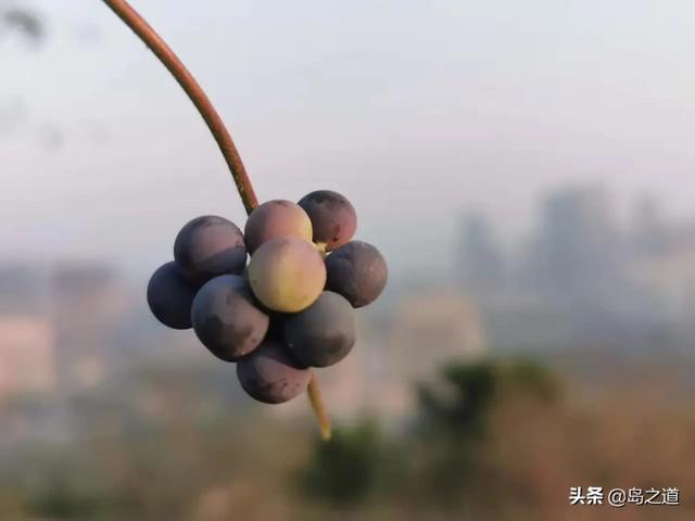 藤本（藤本树电锯人，城市园林或山谷间常见的20种藤本植物