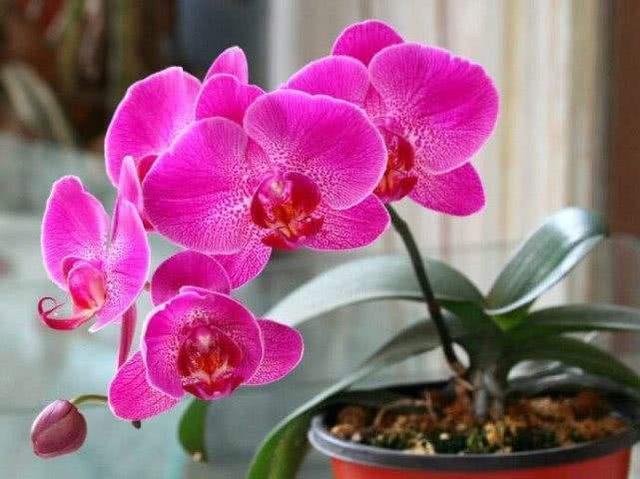 蝴蝶兰花谢后怎么处理，蝴蝶兰花怎样养护（只需两步就能二次开花）