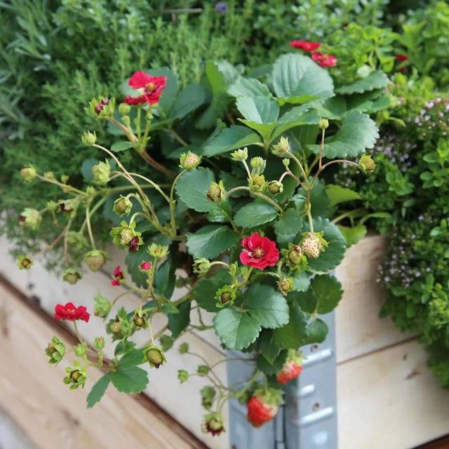 草莓品种介绍，适合南方种植的草莓品种（易养易爆盆）