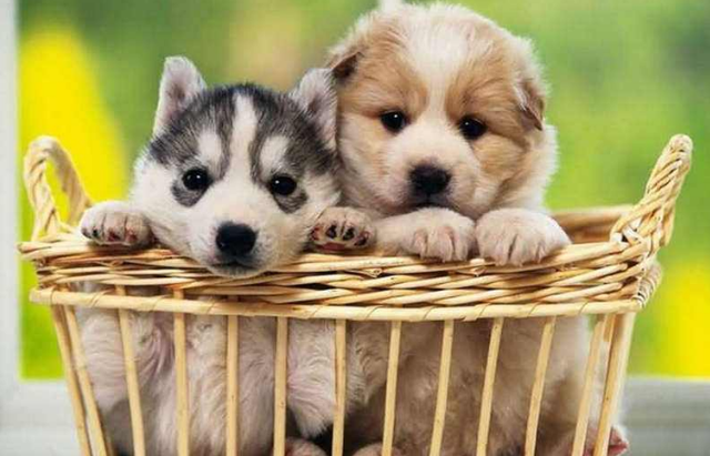 窝狗（卧钩的写法），如何挑一只最优质的狗（狗窝钩织图解）