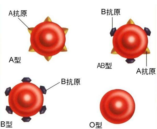 4种血型结合12星座看性格，血型星座精准分析性格（揭开星座与血型的秘密）