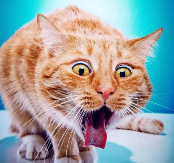 猫咪干呕怎么回事，猫干呕是怎么回事（猫咪呕吐是怎么回事）