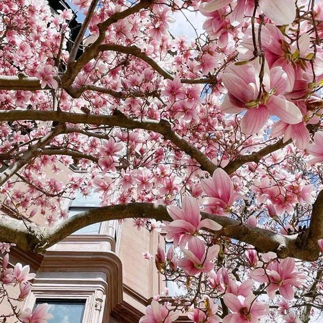 为什么10楼风水最好，风水最旺的房子10楼（家门口种棵“吉祥花”）