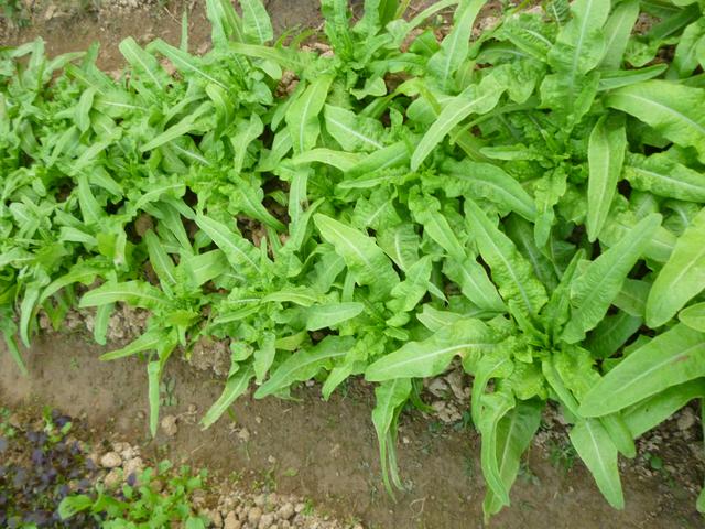 莴苣和莴笋的区别，油麦菜与莴笋的区别（蔬菜档案叶菜类<8>莴苣）