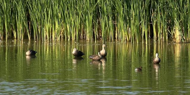 野鸭的种类有哪些，野鸭子有哪几种（TA就是野鸭中最靓的仔）