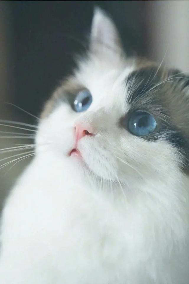 猫猫图片，我喜欢的样子你都有（宠物猫品种大全及图片）