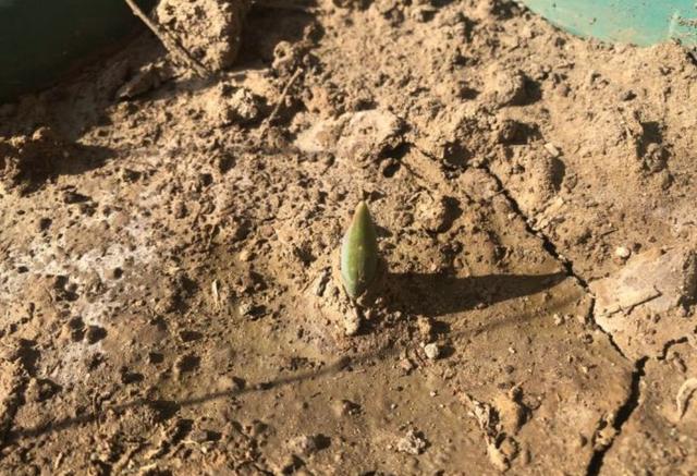 郁金香多久开花，郁金香从播种到开花需要多少天（郁金香在南方也能养开花）