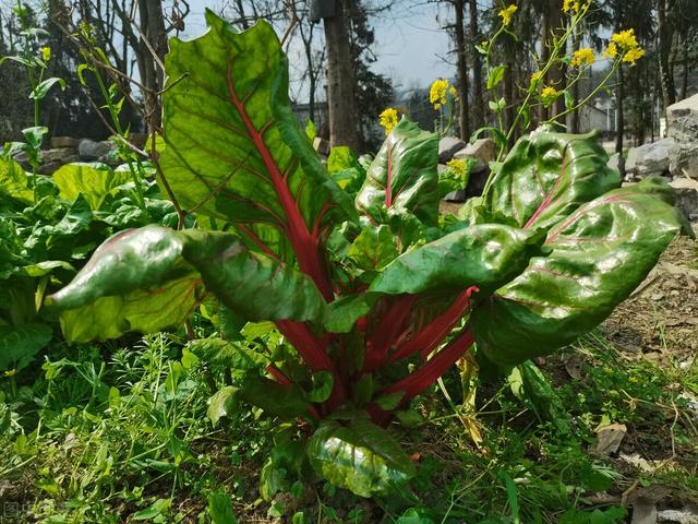 猪母菜的功效与作用,白花猪母菜的功效与作用(农村4种名不副实的豆腐