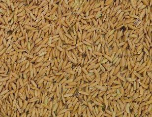 怎么查询鸽子的成绩，怎么查找鸽子的成绩（学习强豪养鸽秘诀）