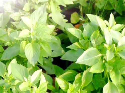 荆芥最佳种植方法，荆芥的用量是多少克（春季播种荆芥要注意保持土壤湿润）