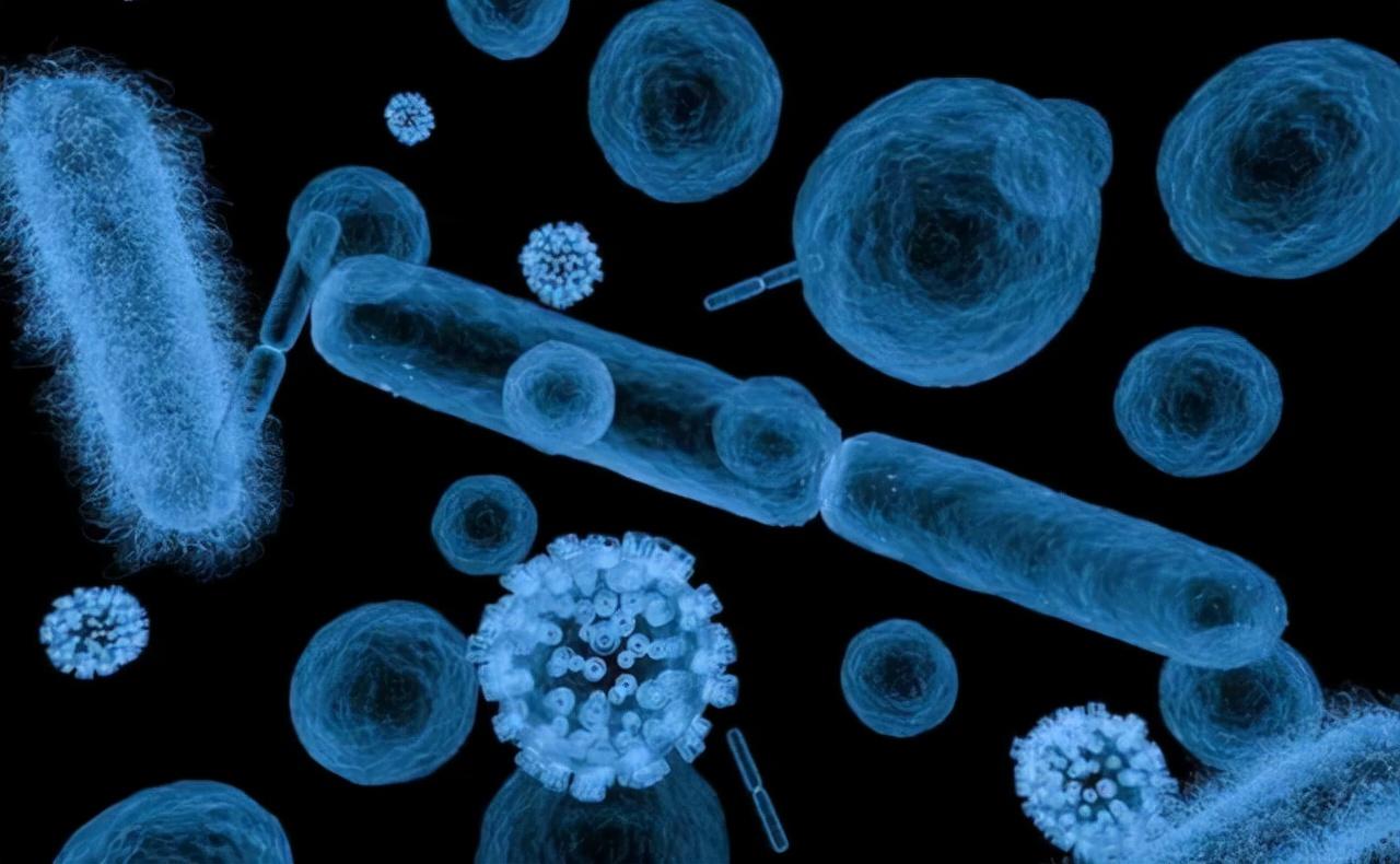 蚊子灭绝了世界会怎样(苍蝇是死去的亲人)