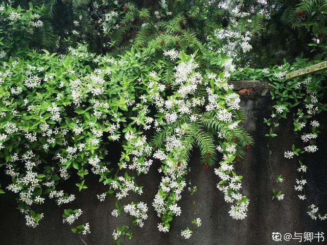 鸟尾花的繁育管理，鸟尾花 花期（30种耐阴花）
