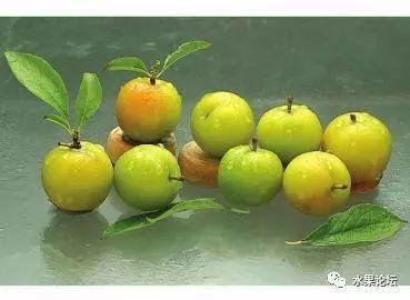 榴莲成熟的季节是几月，榴莲季节是哪几个月（夏季到冬季的水果成熟表来了）