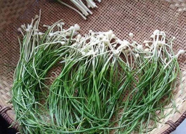 做清明果的草叫什么草，做清明果的那种草叫什么（春天不可错过的4种野菜）