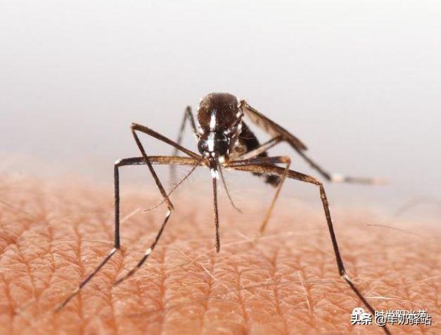 家里蚊子多怎么办，家里有蚊子小妙招怎么去除蚊子（不到3毛钱蚊子全都“死翘翘”）