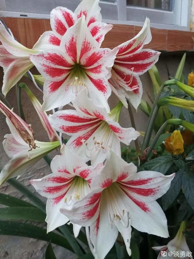 百合花开完花后植株如何处理，盆栽百合开花了怎么处理（百合开完别扔了）