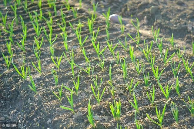 洋葱如何培育种植，洋葱如何培育种植方法（需要注意这些细节——洋葱种植流程）