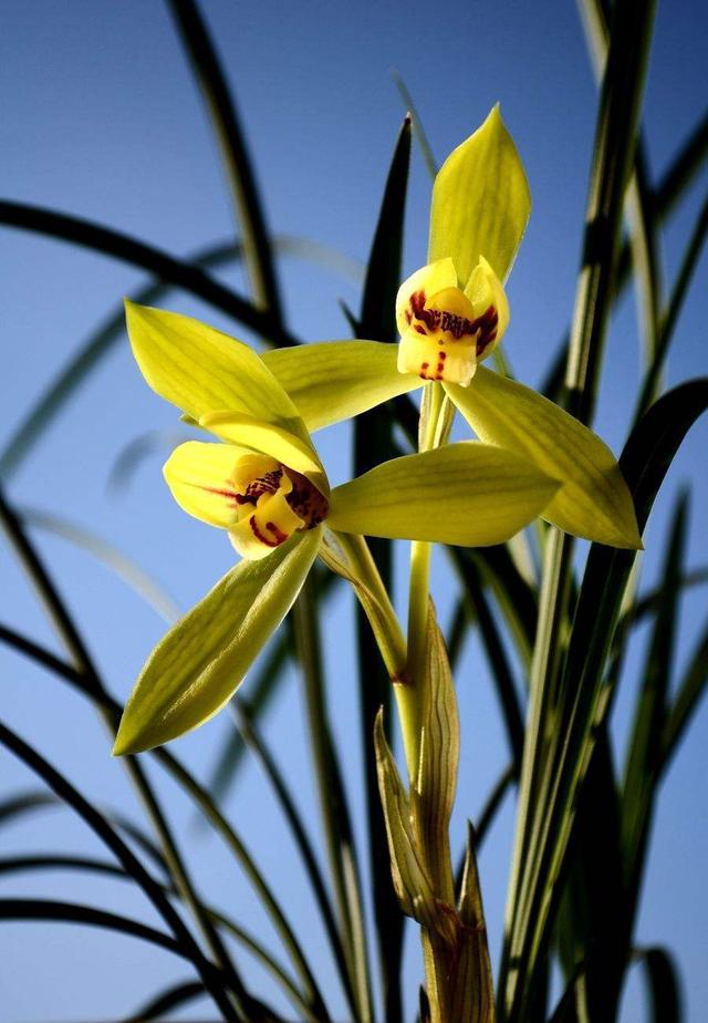 兰花变黄怎么挽救，兰花新长出来的叶子发黄怎么办（家里的“春兰”黄了叶）