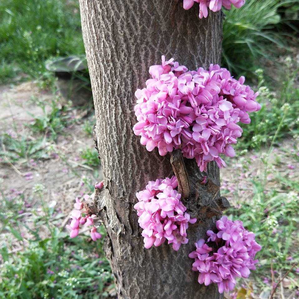 紫金皮图片欣赏图片