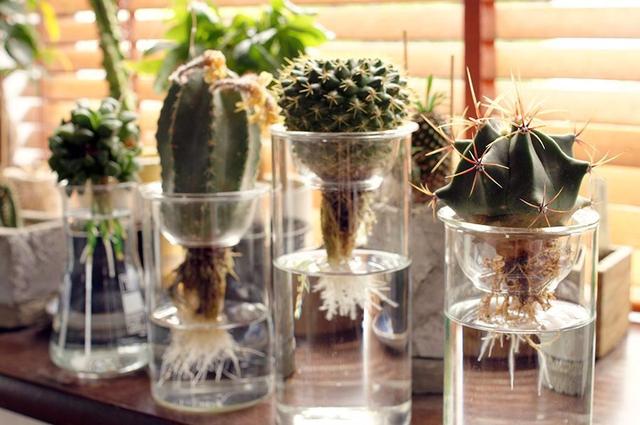 水培多肉怎么养殖，水培多肉怎么养殖方法视频（在水中培育多肉植物）