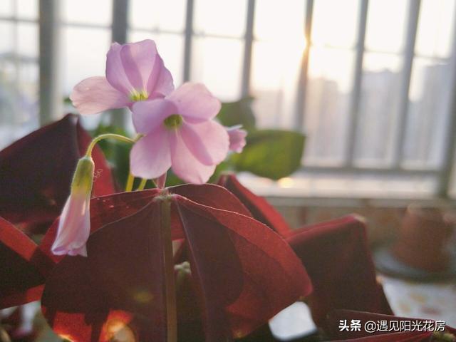 三角紫叶酢浆草，盆栽养护紫叶酢浆草（三角紫叶酢浆草的养殖方法和注意事项）