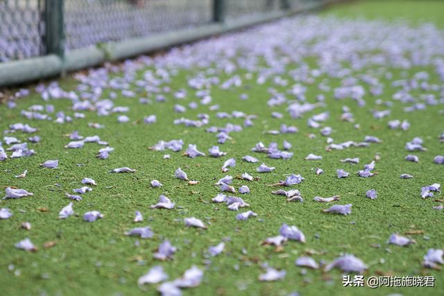 蓝花楹的花语是什么，蓝色花楹的花语（惊艳了初夏的那一抹紫）
