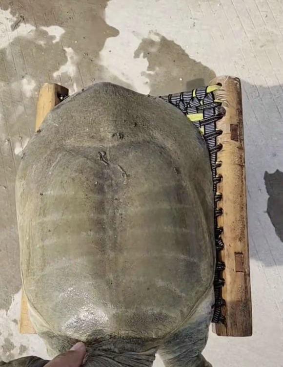 甲鱼,如今也是我国江河水族中最"金贵"的物种之一,但数量稀少,无论是