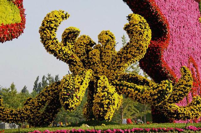 贡菊的功效与作用，黄山贡菊的功效与作用是什么（更有茶用价值<建议收藏>）