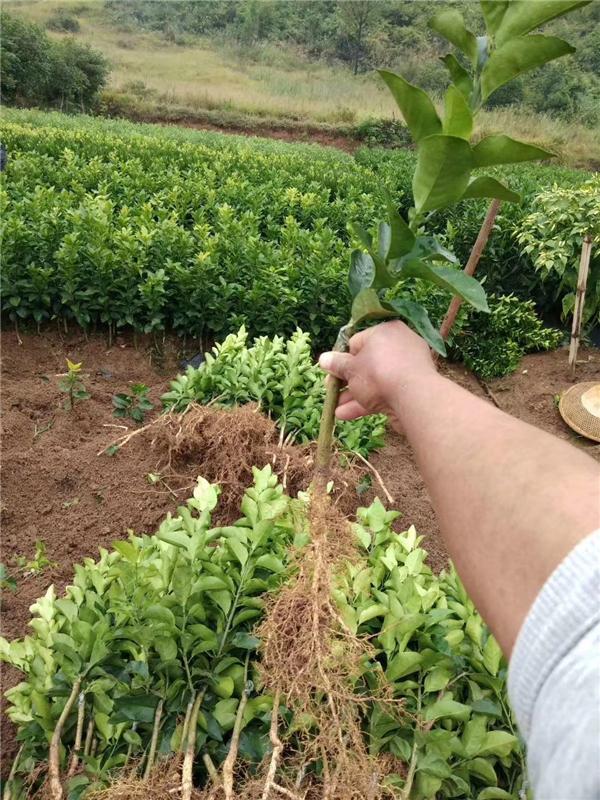 如何种柑橘树，如何种柑橘树盆栽（柑橘苗的种植方法和技巧）