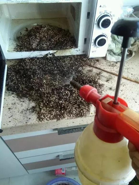 废旧花泥的妙用，废旧花泥可以种花吗（换盆后旧土别扔）