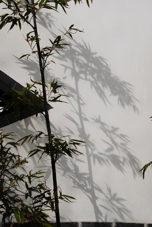 吾头颅如许的许怎么解释，吾头颅如许是什么意思（《说文解字》第387课）