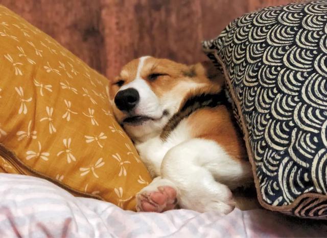 金毛犬，6种狗狗小时候和长大的对比（金毛犬的优缺点及性格）