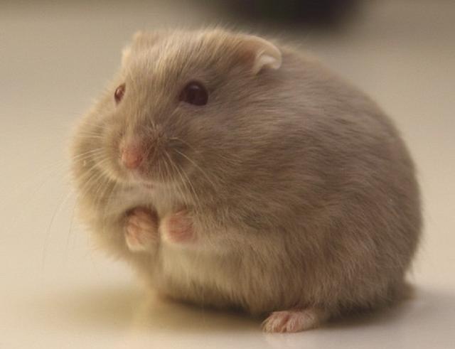 仓鼠有什么品种，仓鼠的品种有什么（第5种国内几乎没人养）