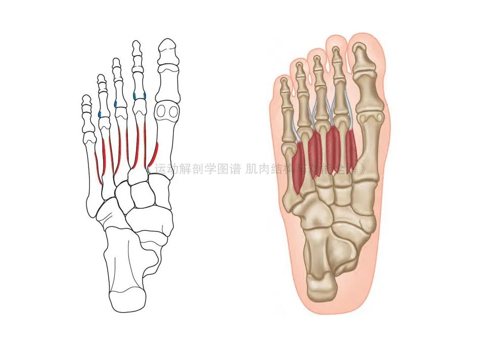 脚的各个部位详细图（足部肌肉解剖图解及展示）