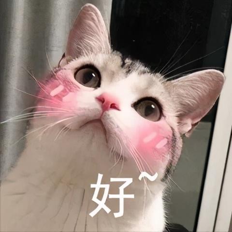 猫咪吐了是什么原因造成的，造成猫咪呕吐的原因（可不仅仅是吐毛球这么简单）