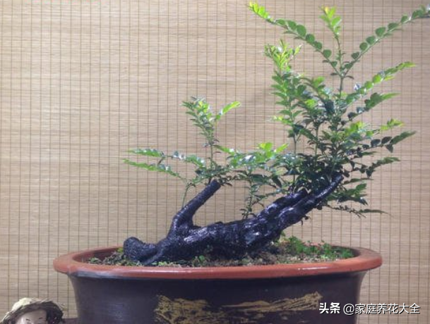 小叶紫檀盆景图片，小叶紫檀盆景养护技巧（盆景首选小叶紫檀）