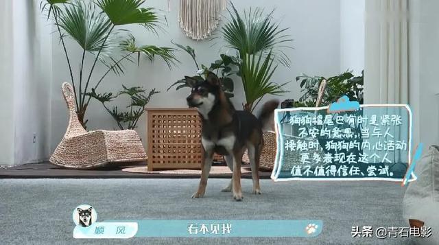 朱正廷养宠物综艺，朱正廷、张雨剑与流浪狗同居的节目