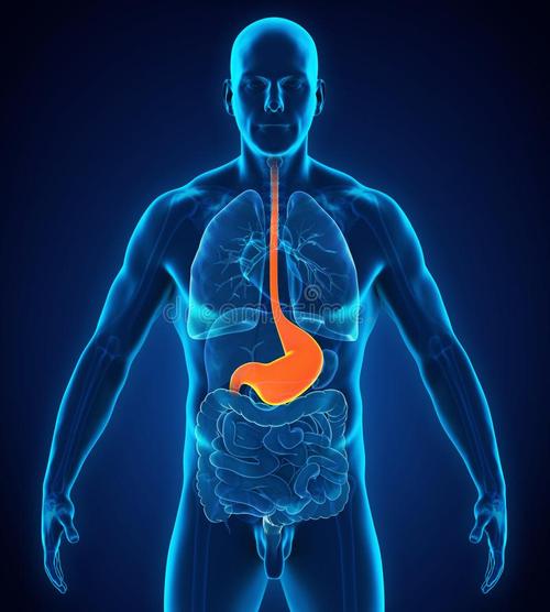 胃部在人体什么位置图片
