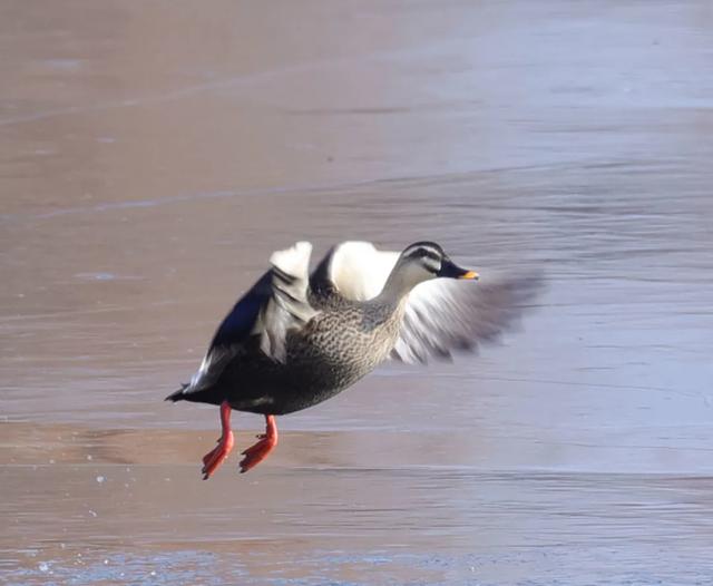野鸭的种类有哪些，野鸭子有哪几种（TA就是野鸭中最靓的仔）