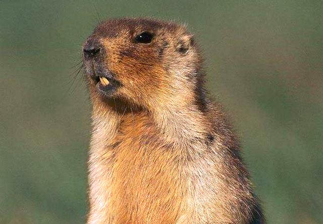 啮怎么读，溯怎么读出来（成语“穷鼠啮狸”的“啮”是什么意思）