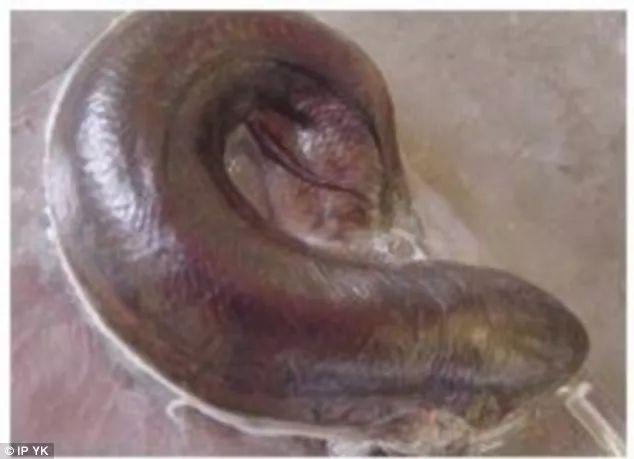 总鳍鱼的特点（如今只能在非洲老哥的饭桌上挣扎）