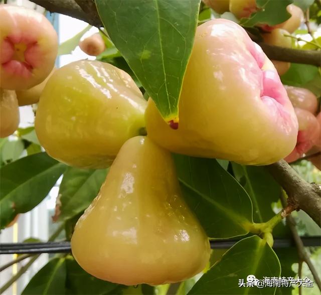 海南水果特产有哪些水果,海南水果特产(湖南水果特产)