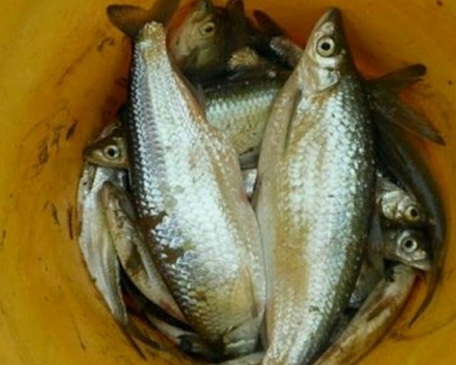 川丁子是什么鱼，川丁子鱼学名（你们小时候在河里抓过鱼吗）