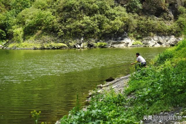 红鲫鱼怎么样饲养，红鲫鱼养殖技术（你不知道的钓鱼冷知识<4>）