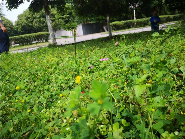 成因是什么意思，碧玉是什么意思（二年级下册《语文园地六》）