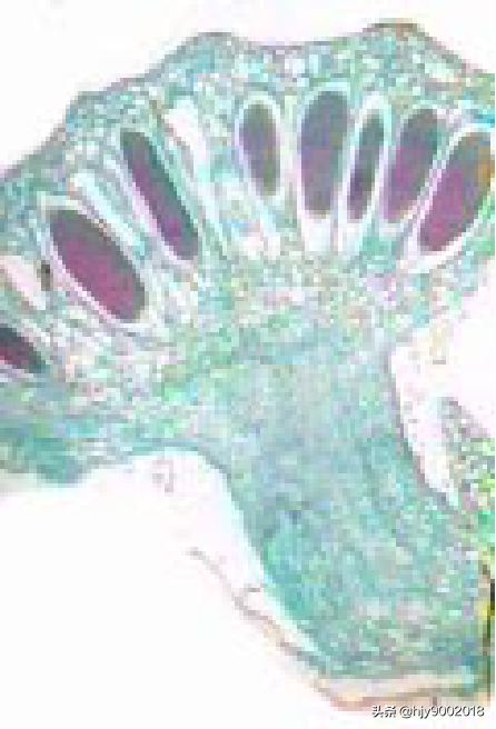 苔藓是什么植物，苔藓是什么植物水生还是陆生（苔藓类植物）